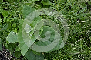 Orach Atriplex hortensis grows in the garden