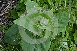 Orach Atriplex hortensis grows in the garden