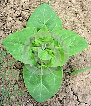 Orach Atriplex hortensis grows in the garden