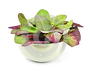 Orach, red lettuce