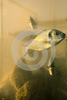 Orada fish in aquarium