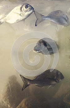 Orada fish in aquarium