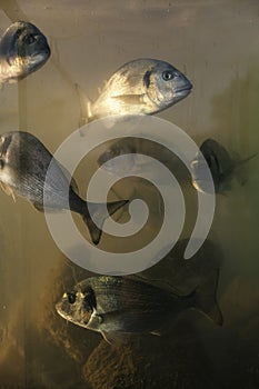 Orada fish in aquarium