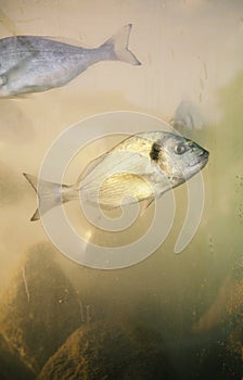 Orada fish in aquarium