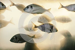 Orada fish in aquarium