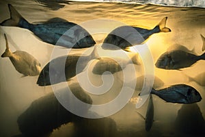 Orada fish in aquarium