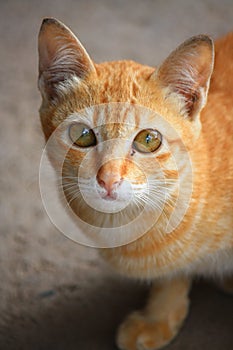 Orage Cat looking you photo