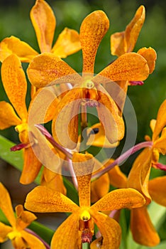 Orage Mokara Orchid
