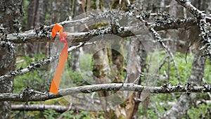 Oragne ribon on a tree branch