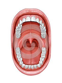 Oral cavity anatomy