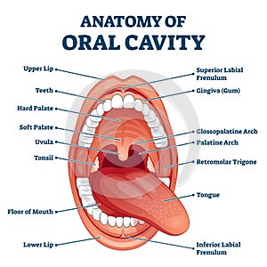 Oral cavity anatomy with educational labeled structure vector illustration