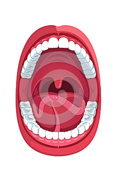 Oral cavity. Human open mouth anatomy model photo