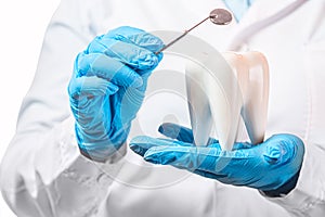 Oral dental hygiene. Healthy white tooth model and dentist mirror instrument in dentist hands and rubber gloves