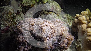 Ð¡oral reef in the Red Sea, Abu Dub, Egypt. Beautiful underwater landscape with tropical fish and corals.