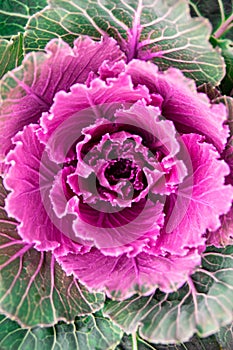 Oranamental cabbages from close up. Green and purple colors