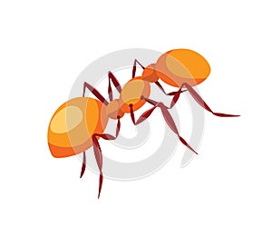 Orance ant cartoon illustration insect logo symbol