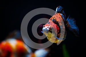 Oranda gold fish in the aquarium tank. Red fish swimming around the aquarium