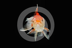 Oranda gold fish isolated