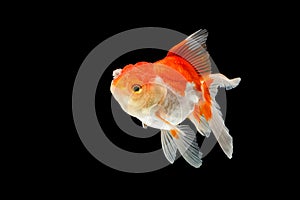 Oranda gold fish isolated