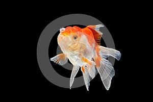 Oranda gold fish isolated