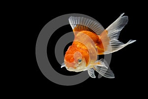 Oranda gold fish isolated