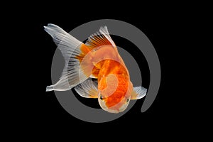 Oranda gold fish isolated