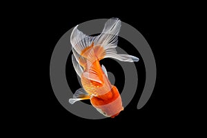 Oranda gold fish isolated