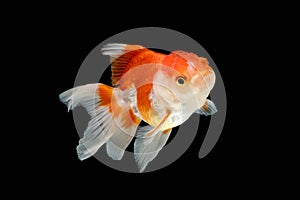 Oranda gold fish isolated
