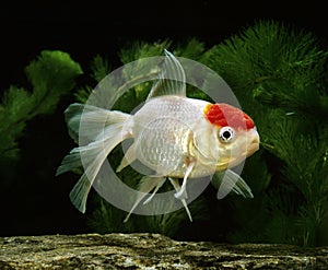 Oranda Goldfish, carassius auratus