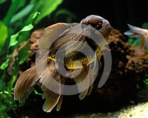 Oranda Goldfish, carassius auratus, Adult