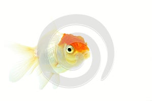oranda goldfish / Carassius auratus auratus