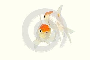 Oranda goldfish / Carassius auratus auratus