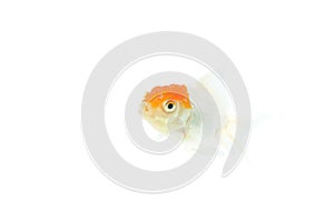 Oranda goldfish / Carassius auratus auratus