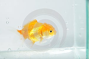 Oranda goldfish / Carassius auratus auratus