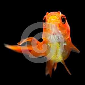 Oranda Goldfish Fry