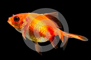 Oranda Goldfish Isolated On Black