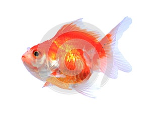 Oranda goldfish isolated on white, high quality studio shot manualy removed from background so the finnage is complete