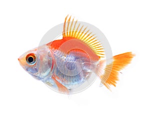 Oranda goldfish isolated on white, high quality studio shot manualy removed from background so the finnage is complete