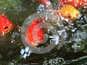 Oranda lionhead Goldfish