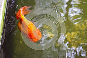 Oranda lionhead Goldfish