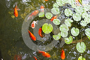 Oranda lionhead Goldfish