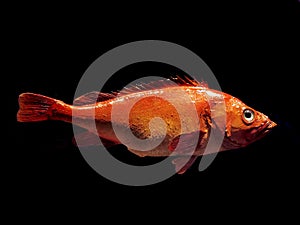 orane sea fish isolated