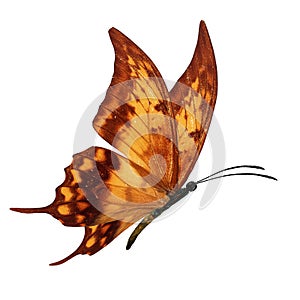 Orang butterfly flying