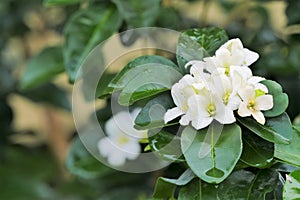 Orang jasmine blooming in garden