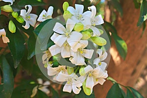 Orang Jessamin on tree