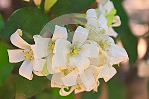 Orang Jessamin on tree