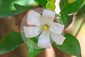 Orang Jessamin on tree