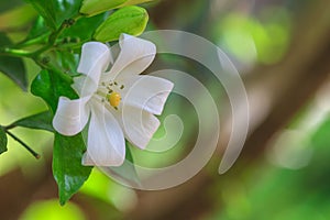 Orang Jessamin on tree