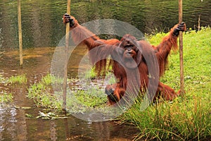 Orang outan crossing water pool