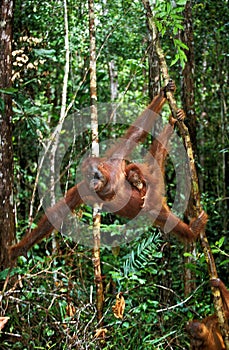 ORANG OUTAN pongo pygmaeus